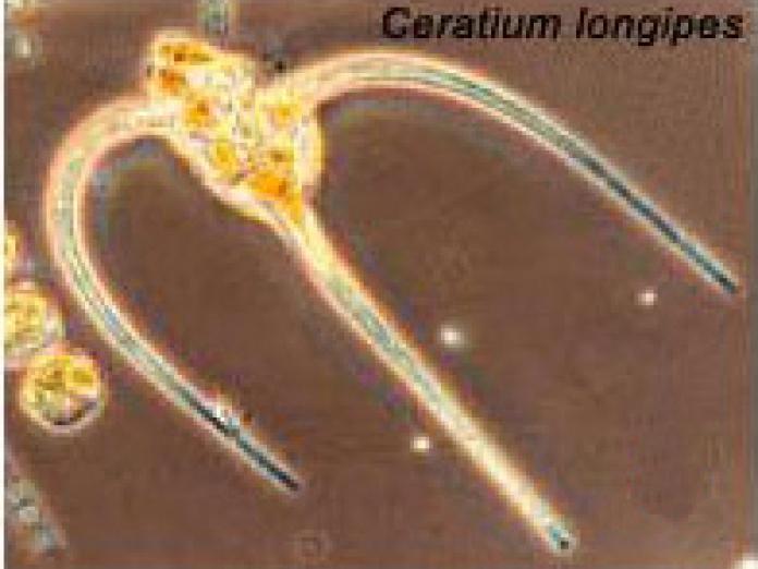 Växtplankton av arten Ceratium longipes.