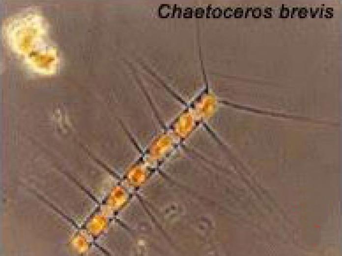 Växtplankton av arten Chaetoceros.