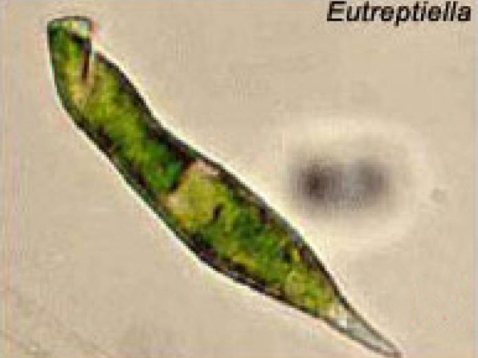 Växtplankton av arten Eutreptiella.
