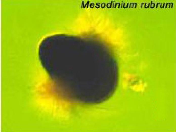 Växtplankton av arten Mesodinium rubrum.