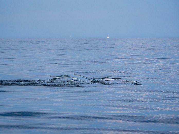 Hoppande näbbgädda i Öresund