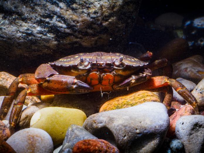 Strandkrabba