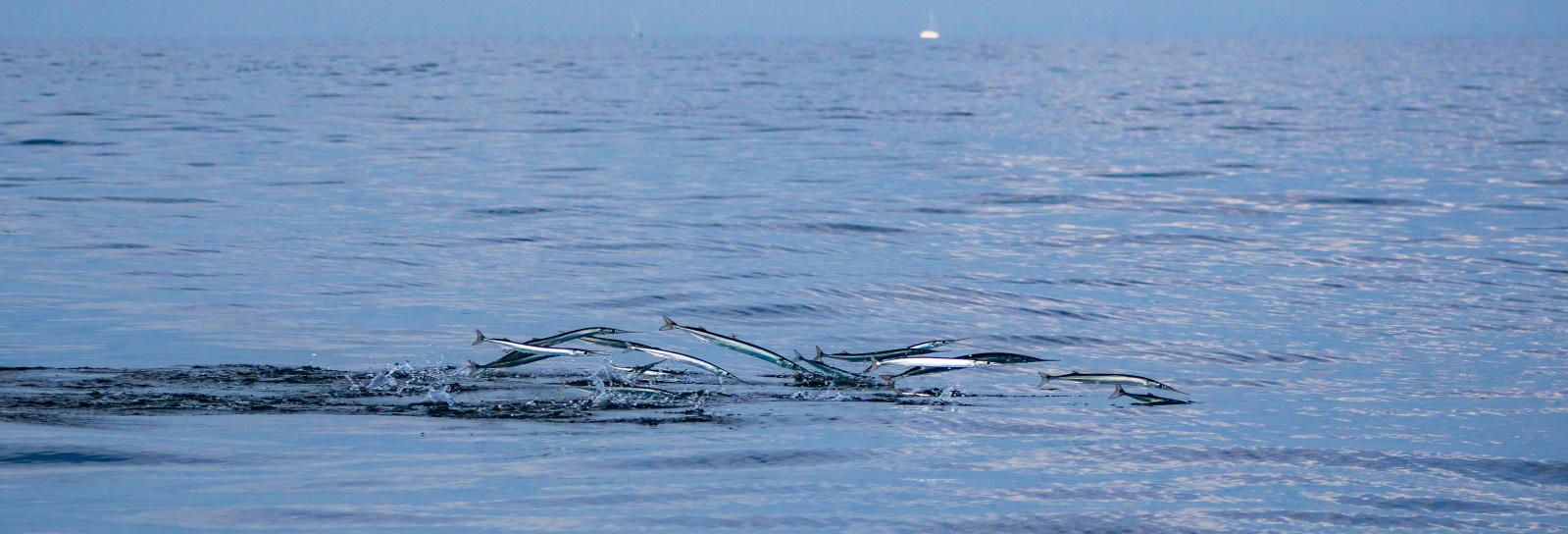 Hoppande näbbgädda i Öresund