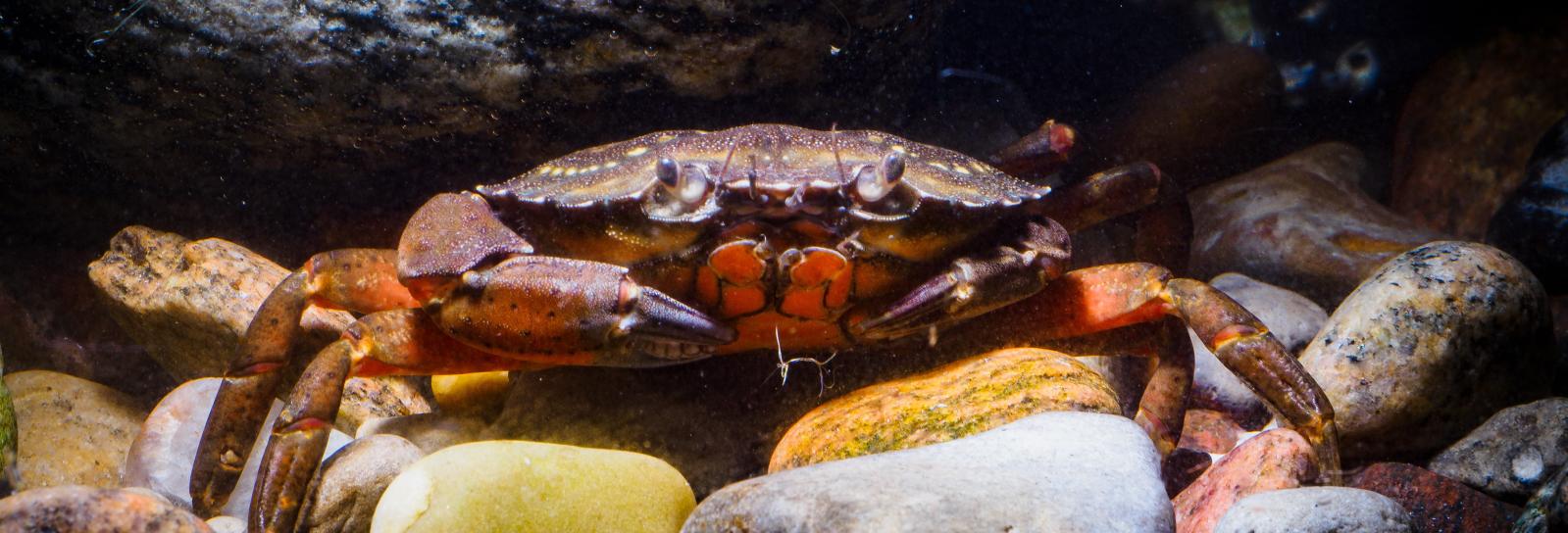 Strandkrabba